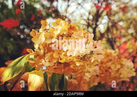 Alte Mophead-Blüten der Hortensia quercifolia Schneekönigin ('Flemygea') Im Herbst Stockfoto