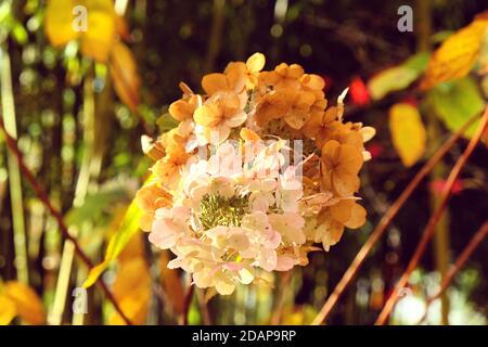 Alte Mophead-Blüten der Hortensia quercifolia Schneekönigin ('Flemygea') Im Herbst Stockfoto