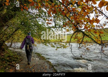 Walker Wandern auf dem Dales Way Pfad neben dem Fluss Wharfe in Herbstfarben, Yorkshire Dales National Park, Großbritannien Stockfoto