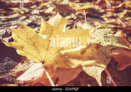 Herbstblätter auf dem Boden, selektiver Fokus. Stockfoto