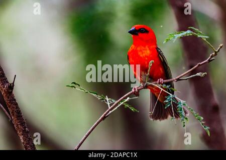 Die Inseln Mauritius und der Indische Ozean sind Heimat Zu vielen bunten Vogelarten Stockfoto