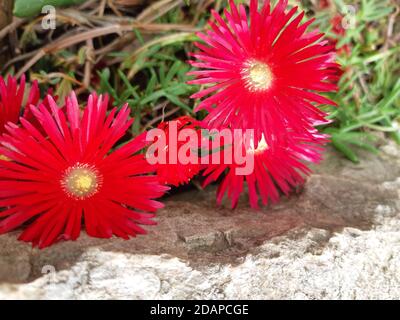 Blume der Vallirana Berge Stockfoto