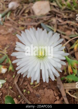 Blume der Vallirana Berge Stockfoto