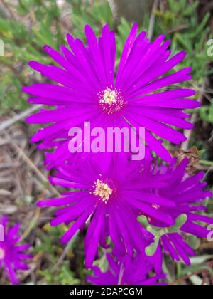 Blume der Vallirana Berge Stockfoto