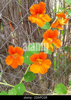 Blume der Vallirana Berge Stockfoto