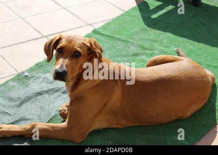 Hellbrauner Hund, der in der Sonne ruht Stockfoto