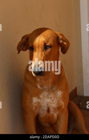 Hellbrauner Hund, der in der Sonne ruht Stockfoto