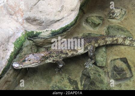 Krokodil aus dem Zoo von Barcelona. Katalonien. Spanien Stockfoto