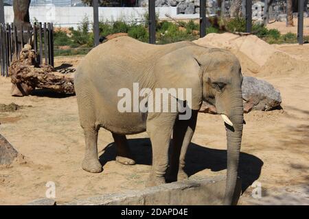 Afrikanischer Elefant Trinkwasser im Zoo von Barcelona Stockfoto