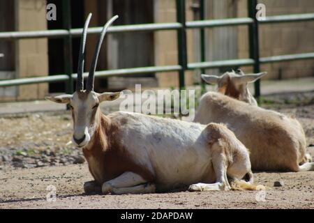 oryx schläft an einem sonnigen Tag in der Sonne März Stockfoto