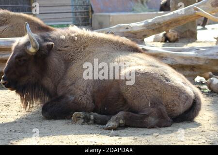 Europäischer Bison an einem sonnigen Frühlingstag Stockfoto