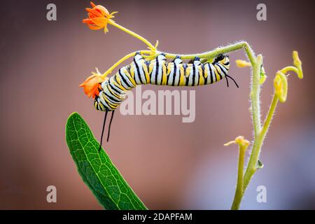 Monarch (Danaus plexippus) Raupe in einem Garten Stockfoto