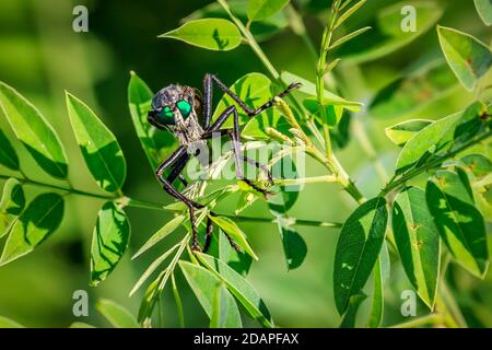 Räuber fliegen mit einschüchternden grünen Augen auf einem Busch Stockfoto