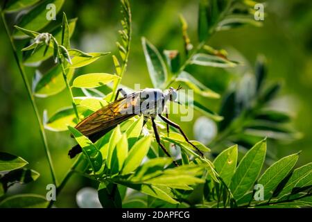 Räuber fliegen mit einschüchternden grünen Augen auf einem Busch Stockfoto