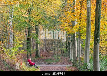 Einsame Frau, die auf der Parkbank liegt und die Natur entlang des Waldes genießt Pfad im Herbstwald Stockfoto