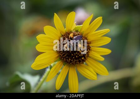 Bumble Biene auf einer Sonnenblume in einem Garten im Hinterhof Stockfoto
