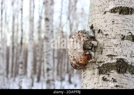 Chaga (Inonotus obliquus) ist ein Pilz aus der Familie der Hymenochaetaceae. Mögliche Medizin für Coronavirus und Krebs. Es parasitiert Birken. Stockfoto