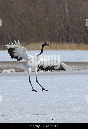 Rot-gekrönten Kranich (Grus japonensis) Erwachsenen tanzen Akan, Hokkaido, Japan März Stockfoto