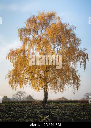 Ein einziger herbstlicher Baum in St. Helens, Merseyside Stockfoto