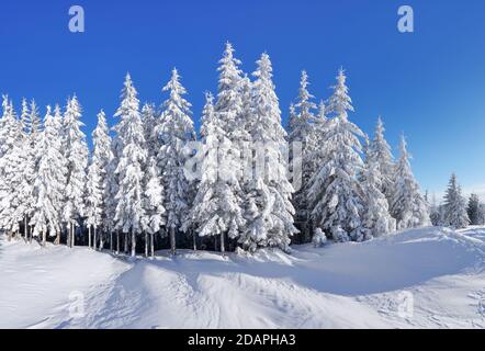 Winterlandschaft. Natürliche Landschaft mit schönen Himmel. Erstaunlich auf dem mit Schnee bedeckten Rasen stehen die schönen Bäume gegossen mit Schneeflocken. Touris