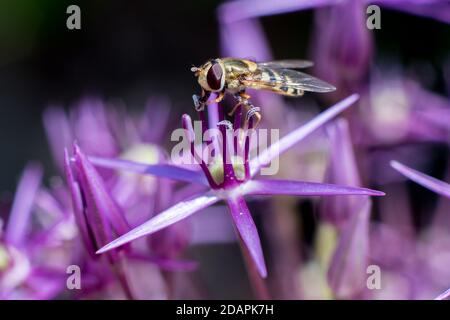 Gelbe und schwarze Hoverfly, die auf der lila Alliumblume fressen Stockfoto