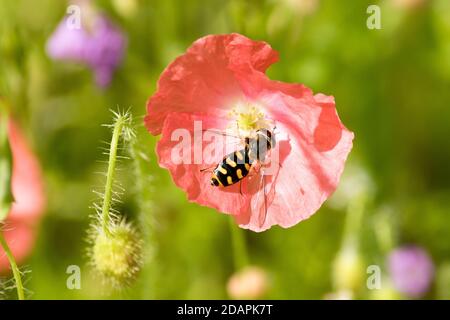 Gelbe und schwarze Hoverfly Fütterung auf einem Wild Red Poppy Stockfoto