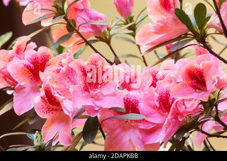 Azalea Pflanze in Blüte Stockfoto