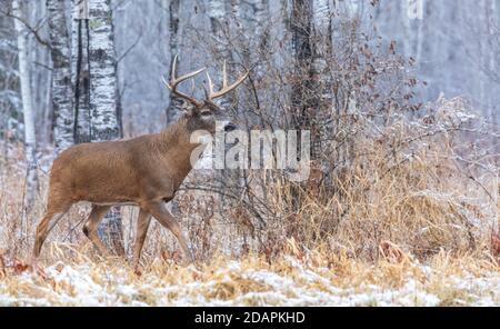 Reifer Weißschwanzbock während der Rut im nördlichen Wisconsin. Stockfoto