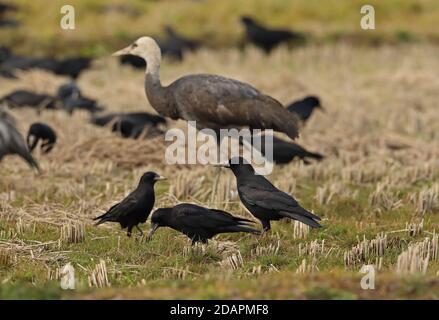 Rook (Corvus frugilegus pastinator) Flockfütterung mit Kapuzenkrane (Greus monacha) Arasaki, Kyushu, Japan März Stockfoto