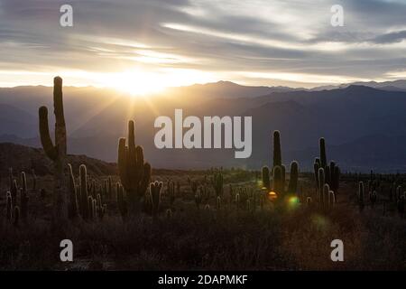 Sonnenuntergang am argentinischen saguaro Kaktus, Echinopsis terscheckii, Los Cardones Nationalpark, Salta Provinz, Argentinien. Stockfoto