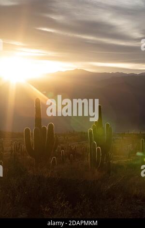 Sonnenuntergang am argentinischen saguaro Kaktus, Echinopsis terscheckii, Los Cardones Nationalpark, Salta Provinz, Argentinien. Stockfoto