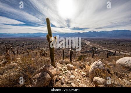 Argentinischer saguaro Kaktus, Echinopsis terscheckii, Los Cardones Nationalpark, Salta Provinz, Argentinien. Stockfoto