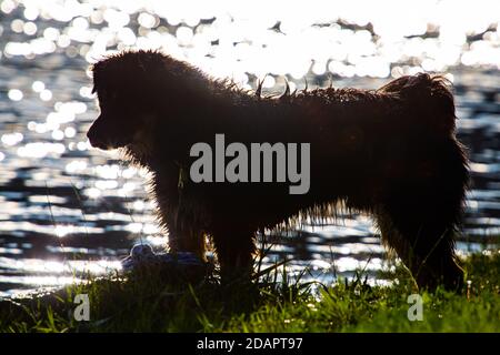Nahaufnahme Silhouette eines großen schwarzen Hundes vor einem See oder Fluss, mit verschwommenen Bokeh Reflexionen im Hintergrund, Blick nach links. Stockfoto
