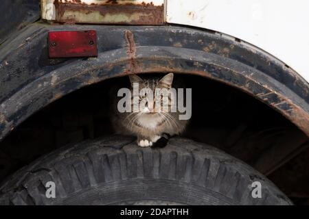 Straßenkatze sitzt auf dem Rad eines LKWs Stockfoto