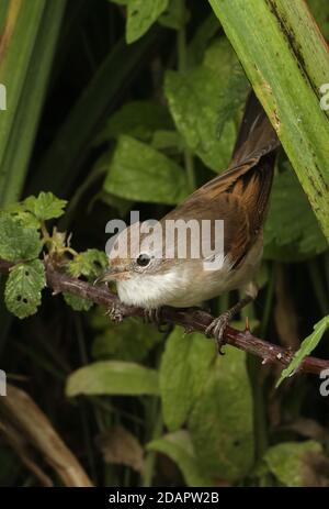 Common Whitethroat (Sylvia communis communis) unreif auf Bramble mit Kehle aufgepufft Eccles-on-Sea, Norfolk, Großbritannien August Stockfoto