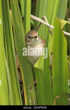 Gewöhnlicher Weißkehlchen (Sylvia communis communis) Erwachsene weibliche, die sich an Eccles-on-Sea, Norfolk, Großbritannien, Klammern Mai Stockfoto