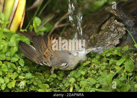 Gewöhnlicher Weißkehlchen (Sylvia communis communis) unreife Badegewässer Eccles-on-Sea, Norfolk, Großbritannien September Stockfoto