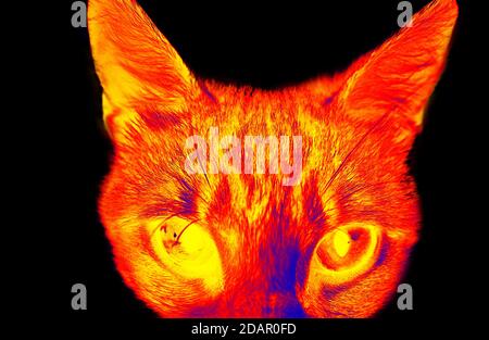 Lustige Katze in wissenschaftlichen High-Tech-Wärmebildkamera auf schwarzem Hintergrund Isoliert Stockfoto