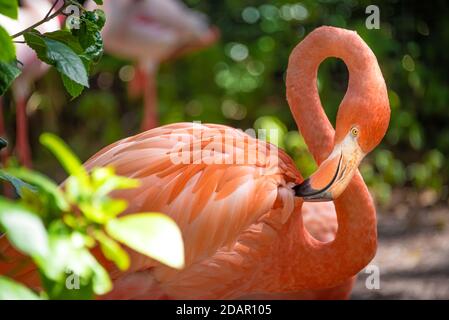 Exotische Flamingos in Busch Gardens Animal Connections in Tampa, Florida. (USA) Stockfoto