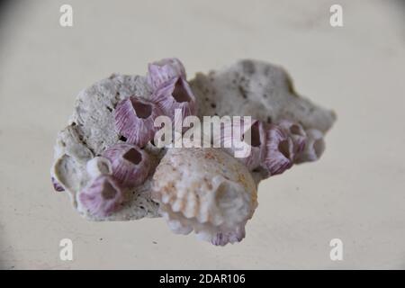 Sammeln von Muscheln entlang der Küste. Stockfoto