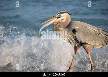 Einen Reiher fangen Mittagessen während eines Spaziergangs entlang des Strandes auf Anna Maria Island, Florida. Stockfoto