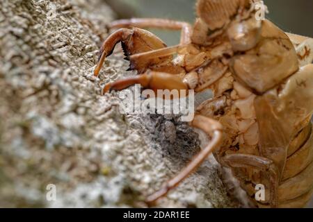 Paar springende Spinnen der Art Platycryptus magnus unten Eine Zikaden-Exuvia Stockfoto