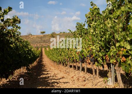 Ansicht der Weingüter in Clavijo bei Logroño, La Rioja, Spanien Stockfoto