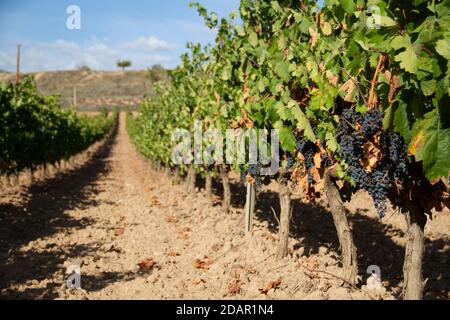 Weinberge in Clavijo bei Logroño, La Rioja, Spanien Stockfoto