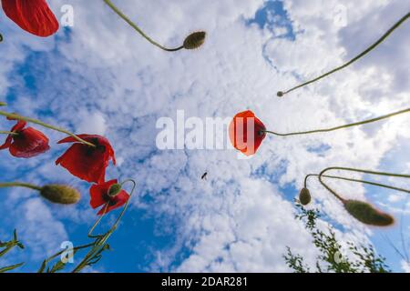 Helle Frühlingsblumen auf der Wiese. Mohnblumen blühen auf dem Hintergrund des bewölkten Himmels. Kleine Biene fliegt in der Nähe der Blumen. Ansicht von unten Stockfoto