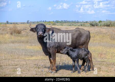 Erster Tag des Lebens des neugeborenen Kalbes Wasserbüffel (Bubalus murrensis), Orlowka Dorf, rayon Reni, Oblast Odessa, Ukraine Stockfoto