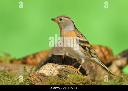 Brambling (Fringilla montifringilla), weiblich, sitzend auf Totholz, Siegerland, Nordrhein-Westfalen, Deutschland Stockfoto