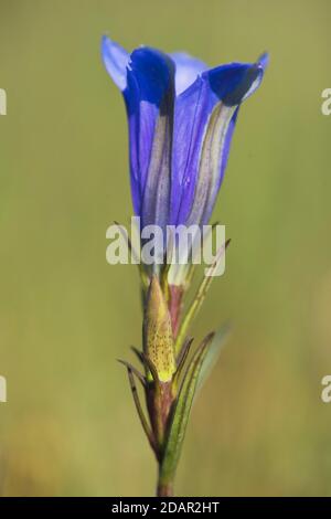 Marsh Enzian (Gentiana pneumonanthe), Emsland, Niedersachsen, Deutschland Stockfoto