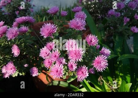 Rosa Chrysantheme Blumen auf weißem und grünem Hintergrund Stockfoto