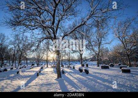 Sonne scheint durch die Äste eines Baumes in einem verschneiten Friedhof mit vielen Grabsteinen, Reipa, Nordland, Norwegen Stockfoto